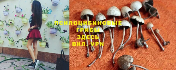 крисы Белокуриха